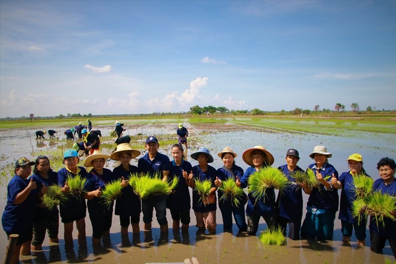 GUNKUL participating in Creative arts on rice field activity (rice planting)
